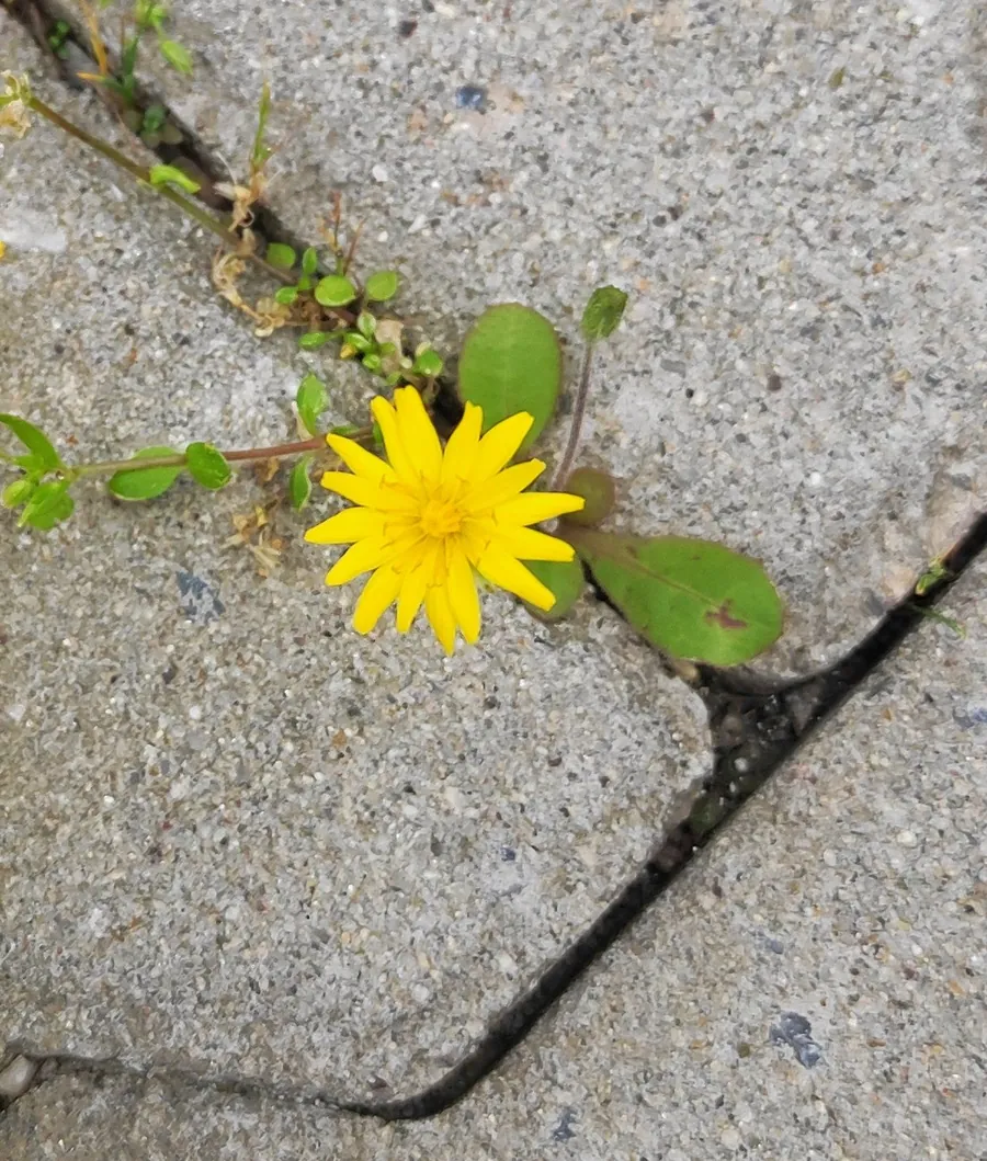 Un pissenlit jaune pousse dans la fissure d’un trottoir en béton